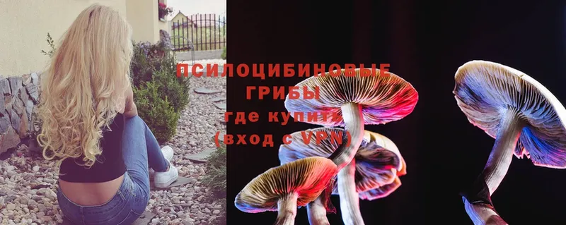 цена наркотик  Рыбное  Галлюциногенные грибы Psilocybine cubensis 